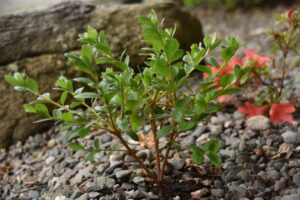 Rhododendron 'Scotian Breeze'