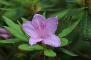 Rhododendron mucronatum X linearifolium var macrosepalum 445-1984