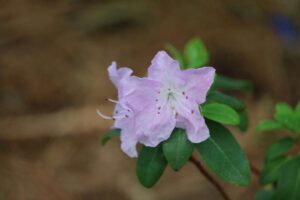 Rhododendron oreotrephes 414-2019