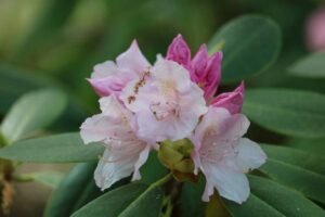 Rhododendron '572-04' 2765-76