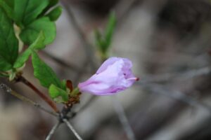 Rhododendron mariesii 698-2013