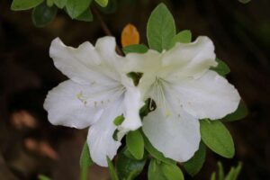 Rhododendron kotschyi 1074-2020