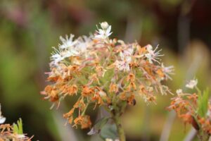 Rhododendron neoglandulosum 1908-78-2018