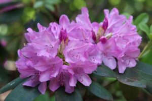 Rhododendron catawbiense 'English Roseum' 2051-75