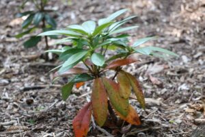 Rhododendron caucasicum 513-2019