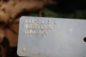 Rhododendron aganniphum 661-2013