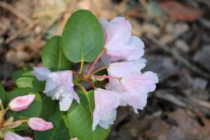 Rhododendron brachycarpum x williamsianum 900-2020