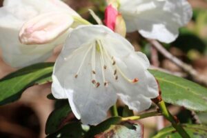 Rhododendron williamsianum1630-2001