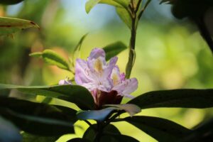 Rhododendron 'Clement Bowers' 2324-1994