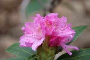 Rhododendron 'Vernuum' 1203-2020