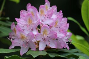 Rhododendron 'Parson's Gloriosum' 1540-1974