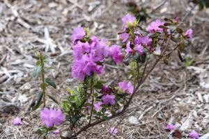 Rhododendron Brueckner I-58 (626)