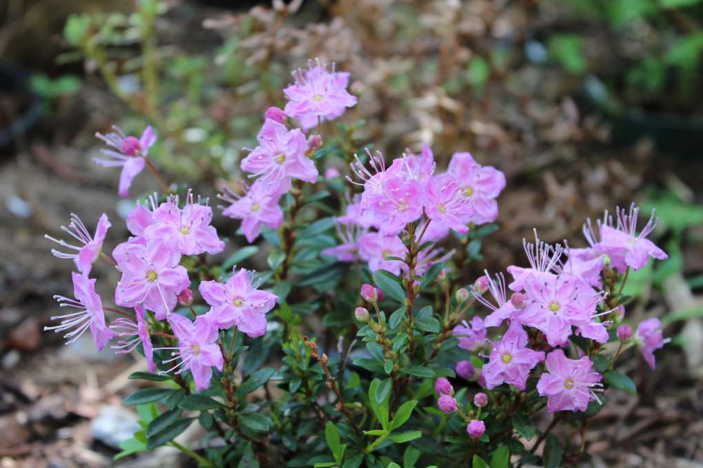 Kalmiopsis leachiana 'Umpqua Form'