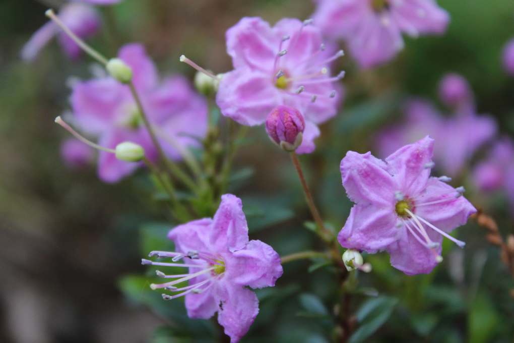 Kalmiopsis leachiana 'Umpqua Form'