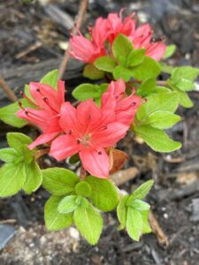 Rhododendron kiusianum 'Beni-chidori'