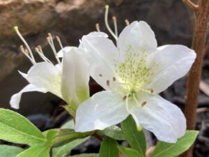 Rhododendron 'Scotian Snow'