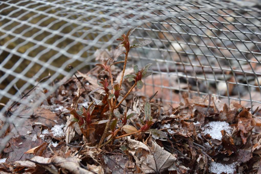 Protection hivernale de rhododendrons alpins