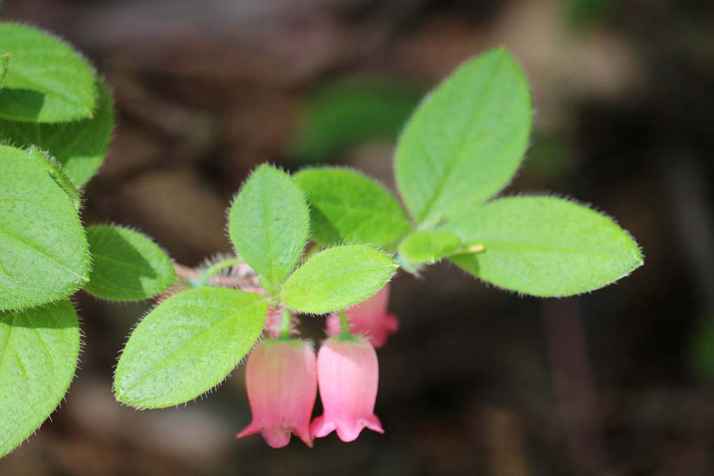 Menziesia ciliicalyx var. multiflora 1740-1981