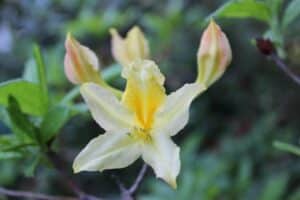 Rhododendron 'Snowdrift'