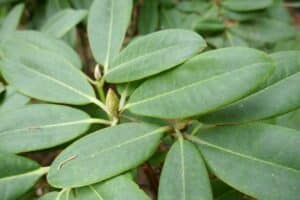 Rhododendron 'Elviira'