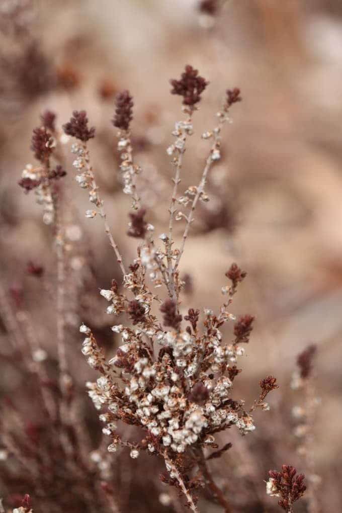 Calluna vulgaris 'Hibernica'