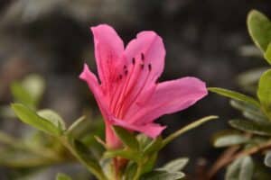 Rhododendron 'Wombat'