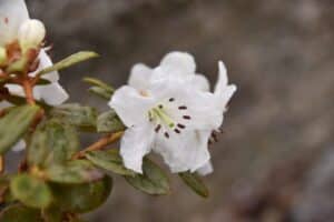 Rhododendron 'Ptarmigan'