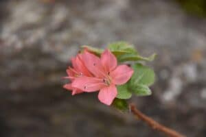Rhododendron kiusianum 'Beni-chidori'