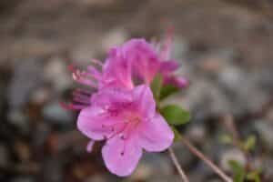 Rhododendron 'Mt. Fuji'