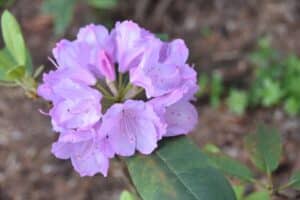 Rhododendron Brueckner VIII-71