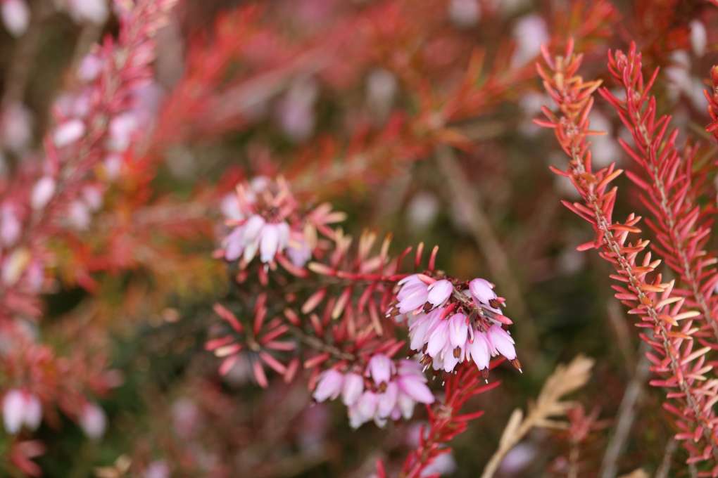 Erica carnea 'Foxhollows'