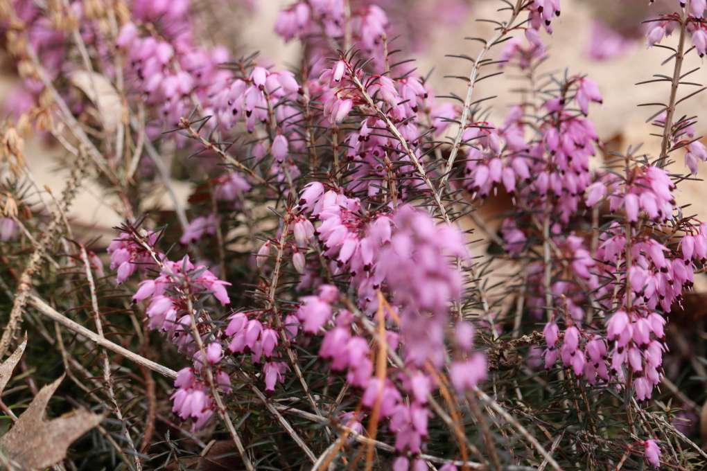 Erica carnea 'Pirbright Rose'