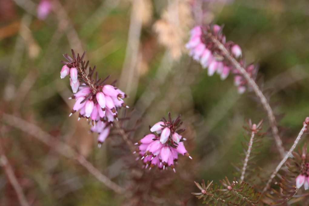 Erica carnea 'Porter's Red'