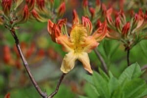 Rhododendron 'Christopher Wren' 2372-1976