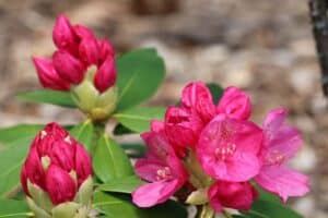 Rhododendron Brueckner XI-10 1742-2022