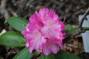 Rhododendron 'Hachmann's Rosita' 785-1999