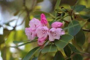 Rhododendron campylocarpum (1534-1981)