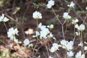 Rhododendron mucronulatum 'Album'