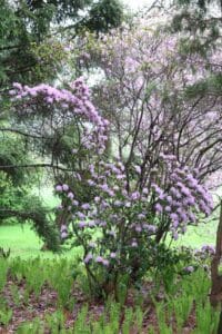 Rhododendron 'PJM Compacta' 1715-1995
