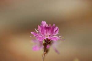 Rhododendron canadense 279-2018
