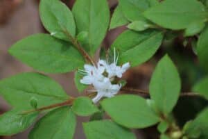 Rhododendron tolmachevii 385-2019