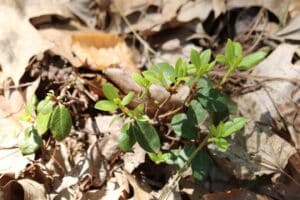 Rhododendron ambiguum 'Golden Summit' 1123-2014