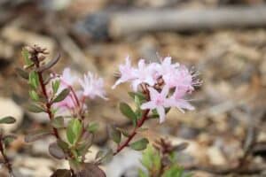 Rhododendron racemosum 406-2019