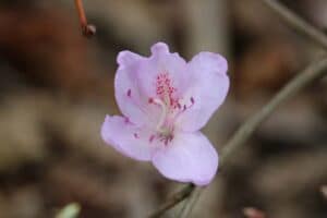 Rhododendron mariesii 698-2013