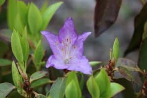 Rhododendron concinnum '790-2006'