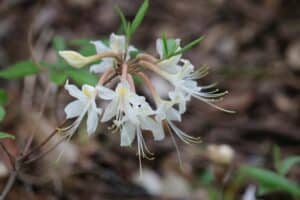 Rhododendron austrinum 'Album' 581-2001