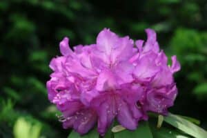 Rhododendron 'Purple Passion' 610-2023