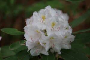Rhododendron catawbiense 'Album' 12-42-2019