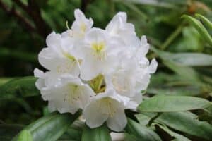 Rhododendron recurvoides 1285-2005