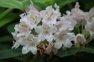 Rhododendron croisement brachycarpum x macrophyllum 3215-1985